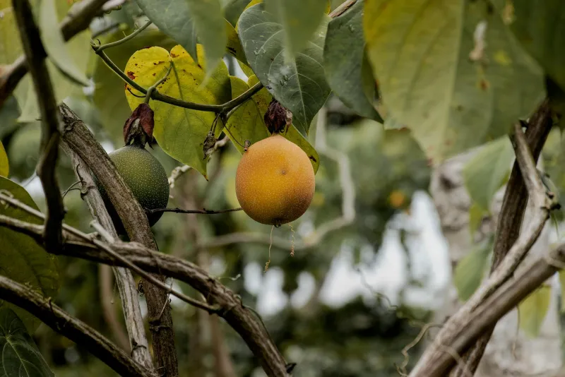 Tropical fruits and supplement capsules representing garcinia cambogia