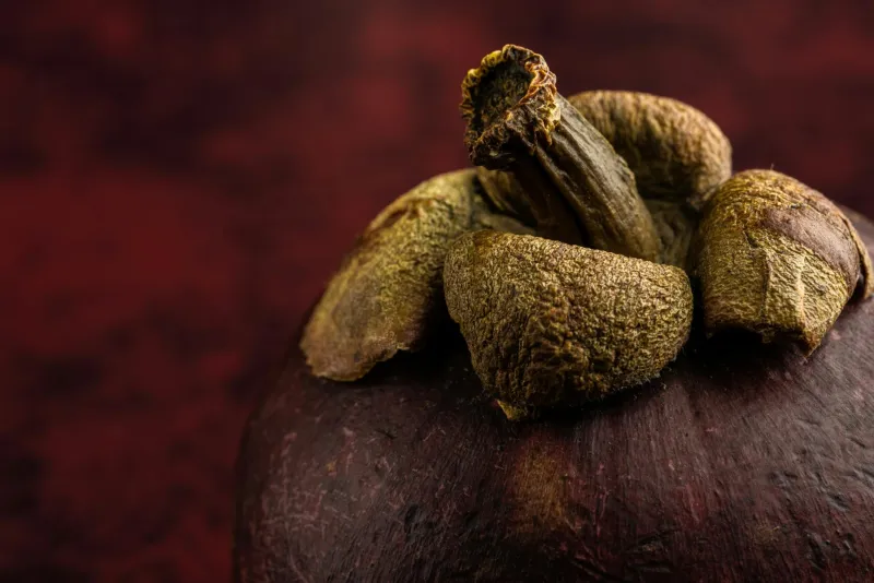 Garcinia cambogia fruit in a tropical setting