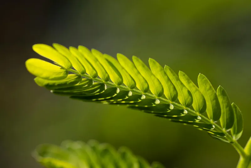Tribulus terrestris plant and supplements on a sports nutrition table