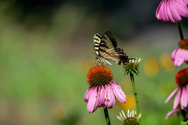 Echinacea purpurea lilled immuunsuse toetamiseks