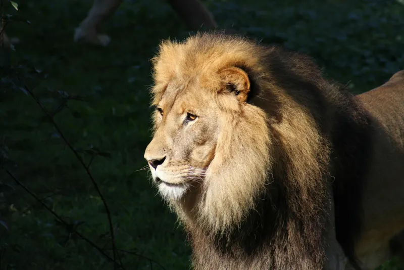 Lion's mane mushroom capsules for natural sleep and stress support