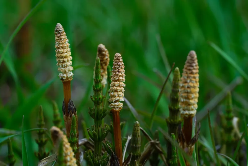 Хвощ полевой (Equisetum arvense) — научный гайд: кремний, польза и дозировки