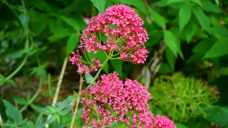 Valerian root and herbal supplements for sleep support