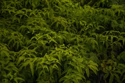 Green Tea Extract and EGCG: Does It Really Burn Fat?
