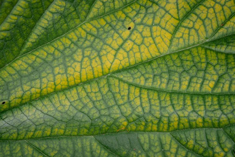 Chlorophyll: Green Pigment Benefits for Health and Detox