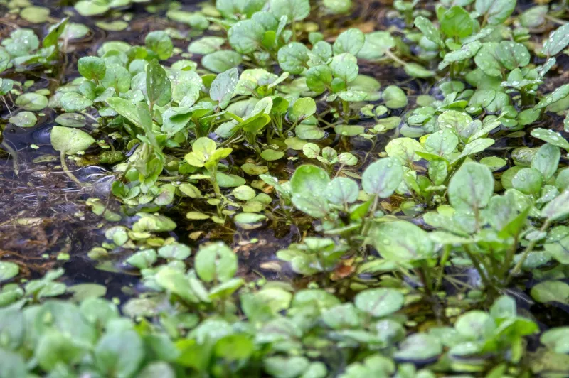 Vesikress (Nasturtium officinale): kõige toitainerikkam roheline oma klassis