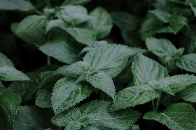 Sidrunmeliss (Melissa officinalis): Stressi ja une looduslik abiline