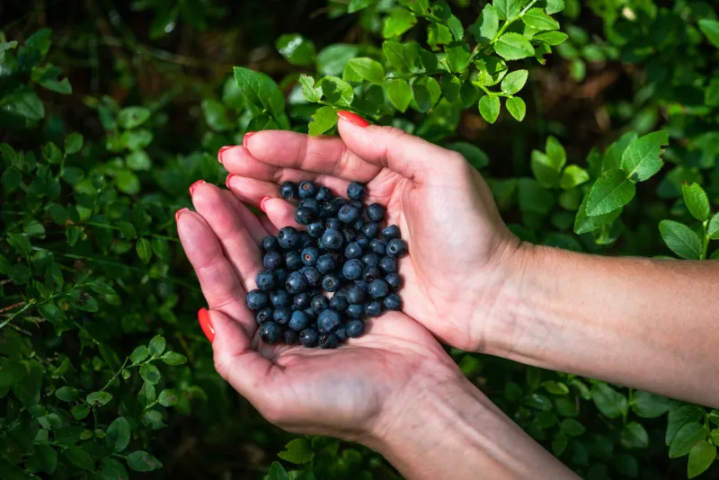 Fresh bilberries and bilberry extract capsules