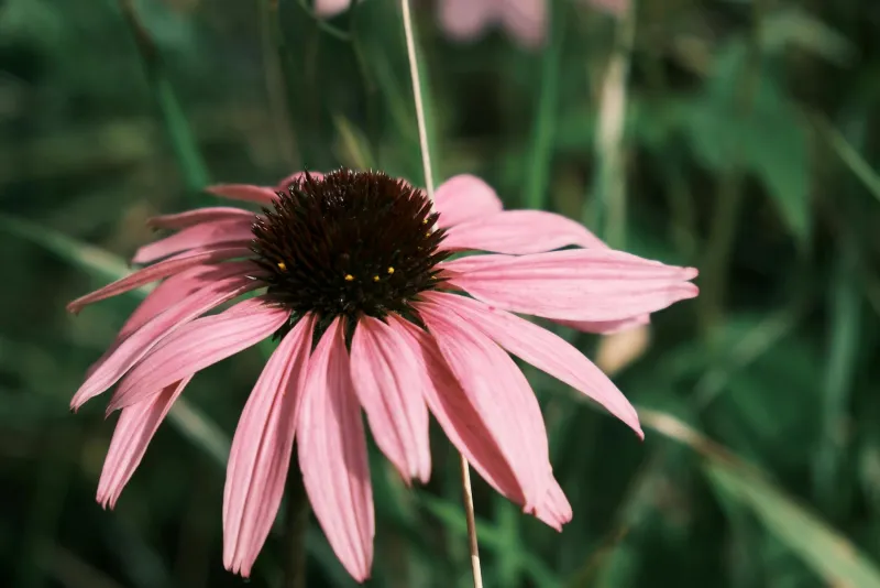 Echinacea capsules for immune support