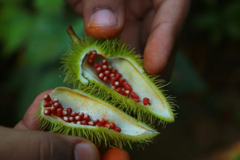 Guarana extract and energy supplements