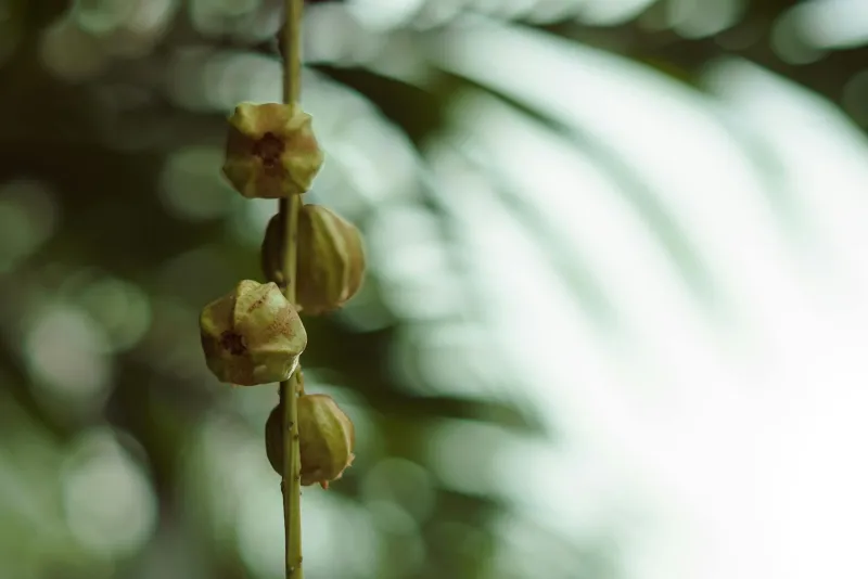 Tribulus terrestris taimne toidulisand kapslites — testosterooni tugi meestele spordisaalis