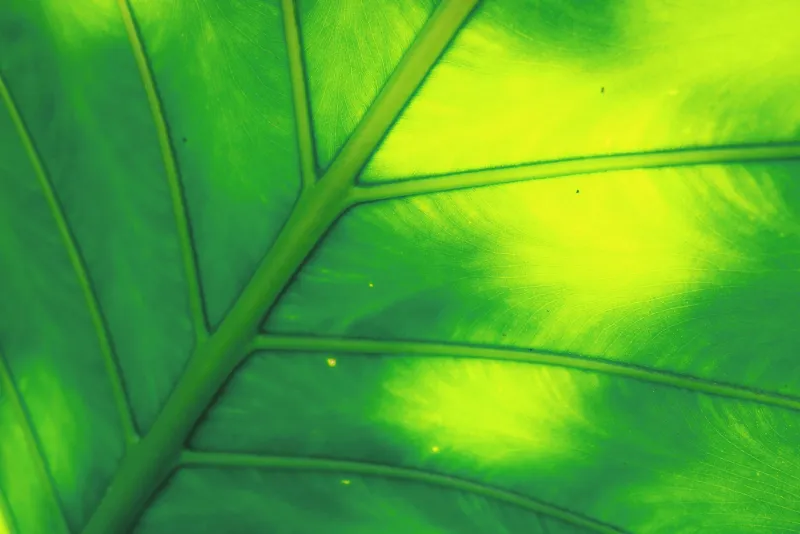 Green algae supplements for chlorophyll and chlorella stacking