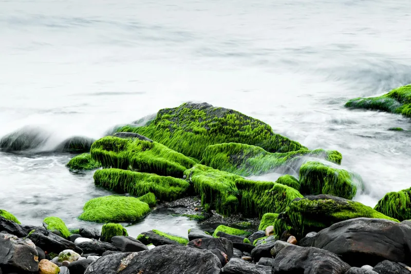 Spirulina powder and tablets green superfood for beginners