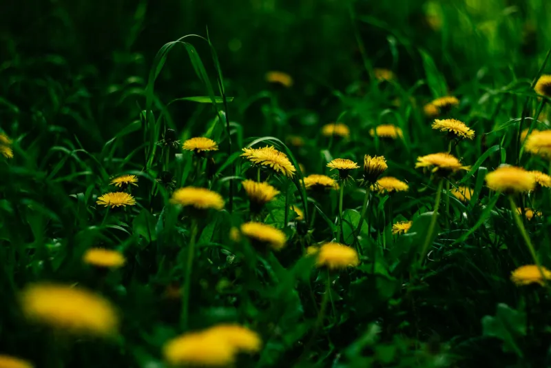 Võilille taim ja looduslikud toidulisandid