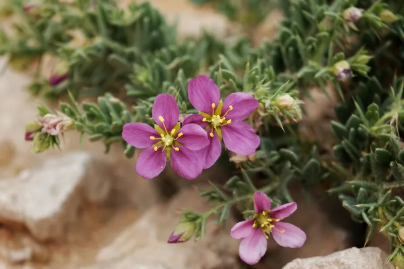 Tribulus terrestris taime viljad