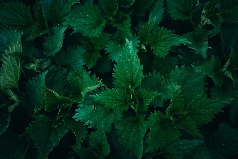 Nettle Root: A Traditional European Medicinal Herb