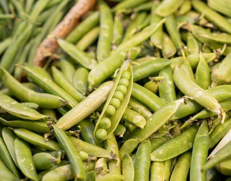 Peas and plant protein products – the source of pea protein for athletes