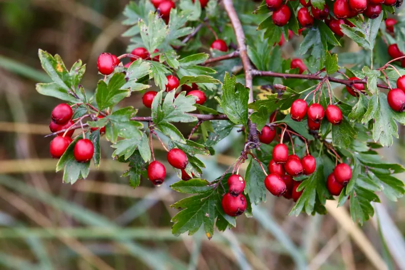 Hawthorn Tincture (Crataegus): A Traditional Heart Herb Examined by Science