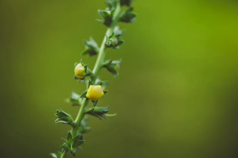 Tribulus terrestris toidulisandid koos spordiga