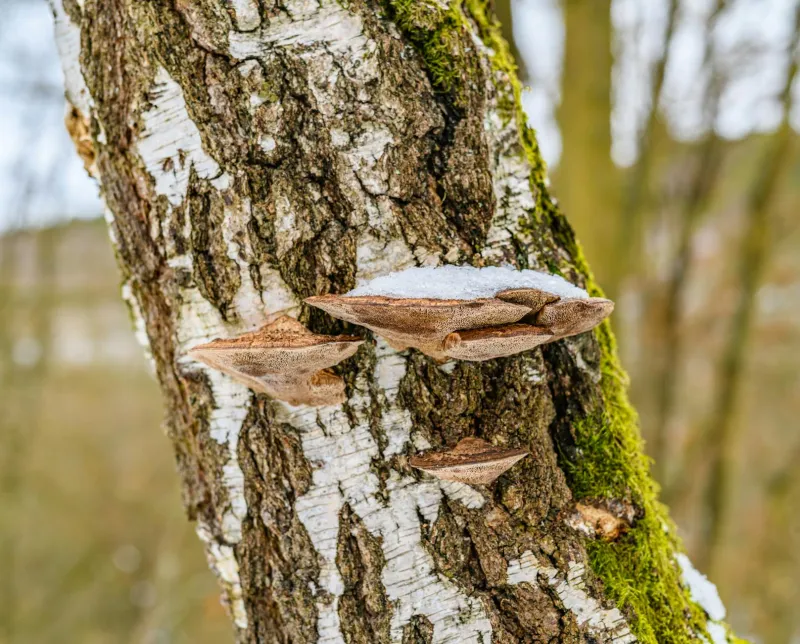 Chaga mushroom growing on birch bark in a winter forest