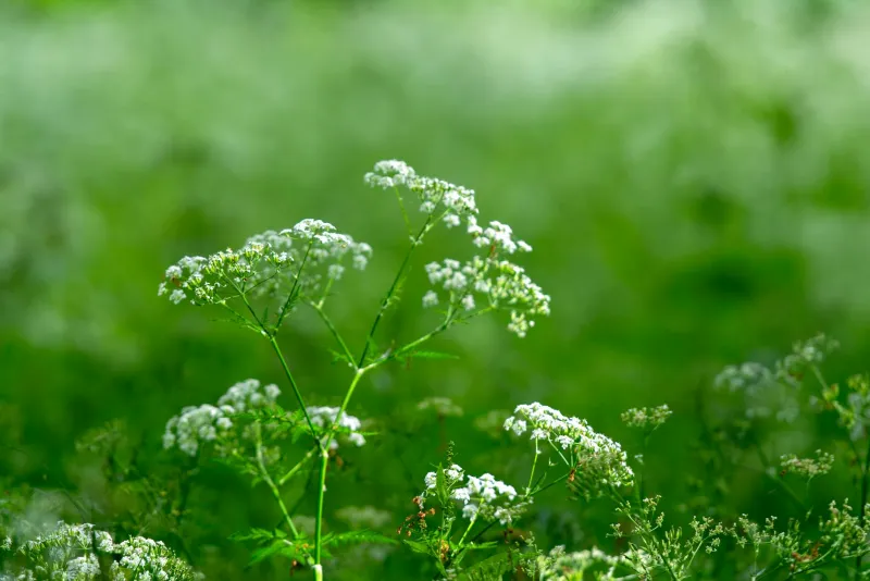 Valerian root – Europe's traditional sleep herb for insomnia