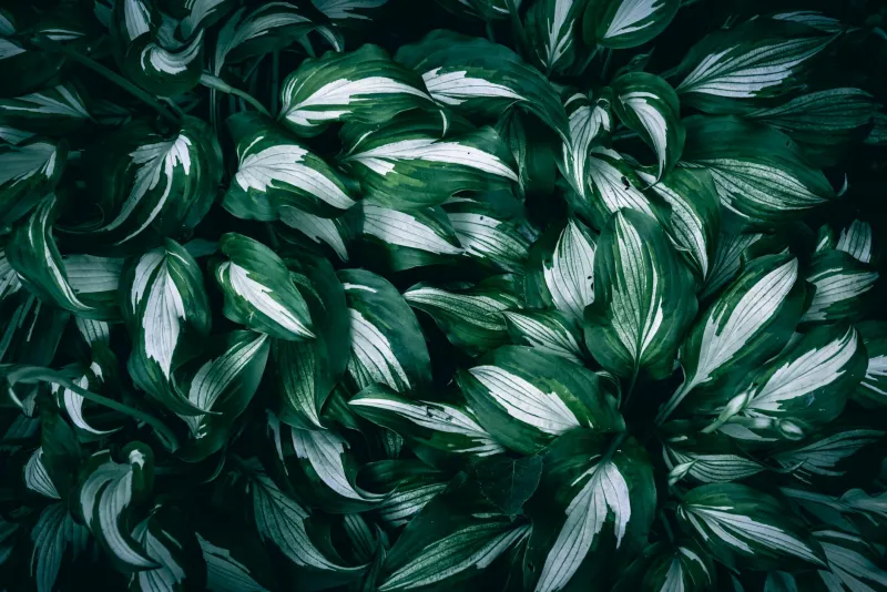 Green leafy vegetables and chlorophyll-rich powder in a healthy diet context