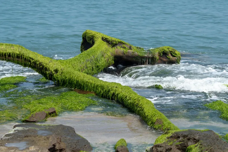 Chlorella green powder and tablets on a natural background