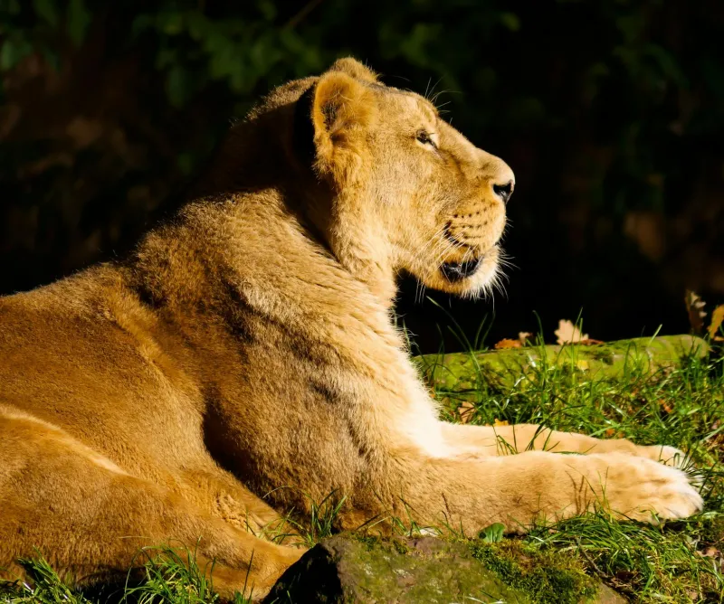 Lion's mane mushroom supplement and healthy nutrition concept