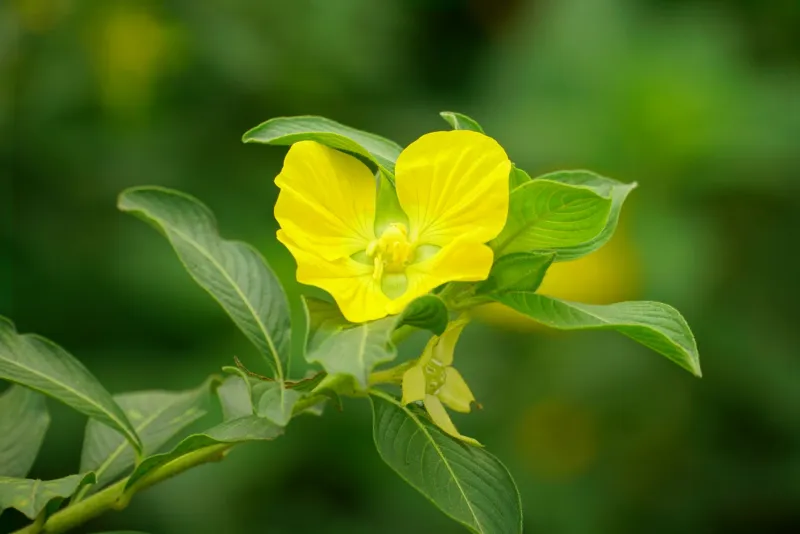 Tribulus terrestris herbal extract in capsules with fitness equipment in background