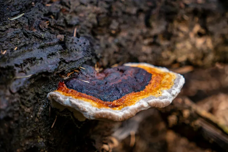 Chaga mushroom powder and capsules