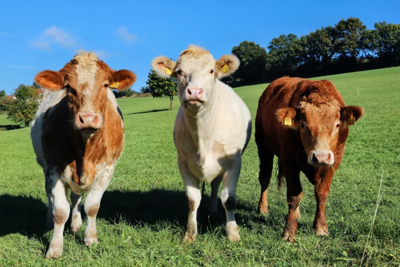 Taimsed valgud ja aminohapped veganitele spordis