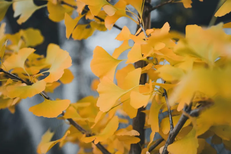 Ginkgo Biloba: Aju tervis, mälu ja vereringe