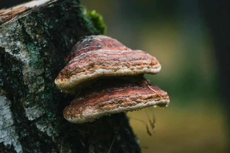 Chaga seen kase tüvel Põhja-Euroopa metsas