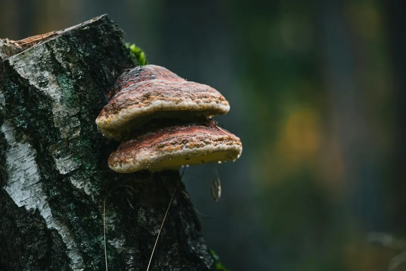 Chaga seen kaselt ja chaga toidulisandi kapslid