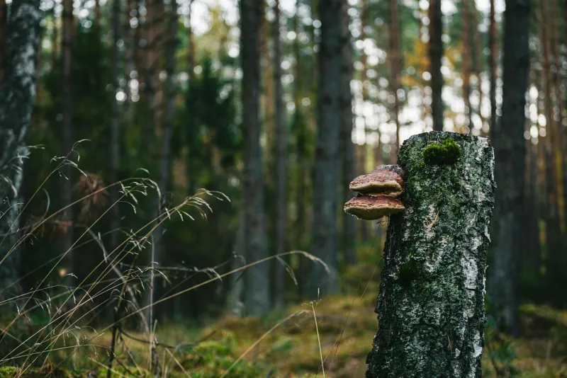 Chaga mushroom growing on a birch tree in a natural forest