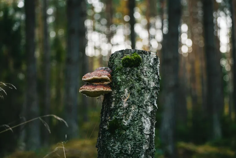 Chaga seen kasel looduses