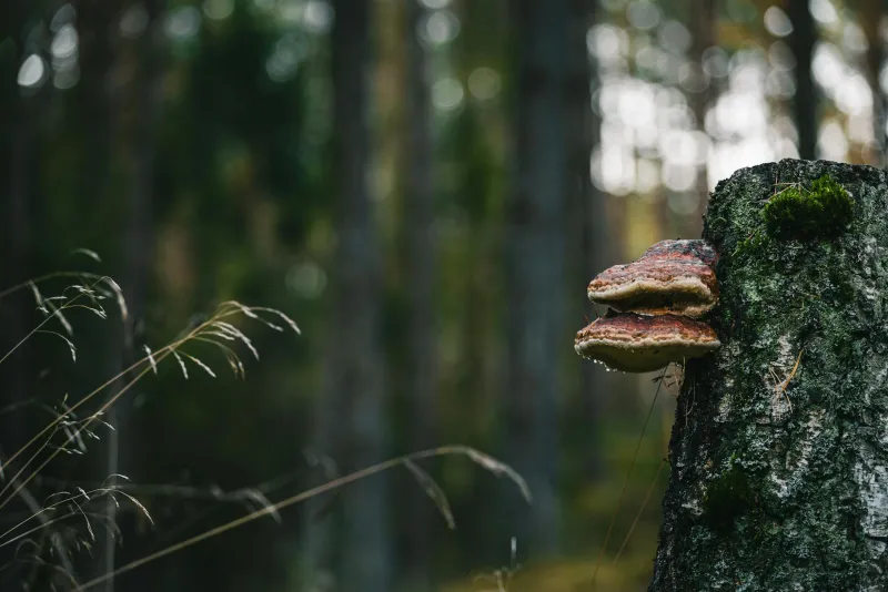Chaga mushroom growing on a birch tree in nature
