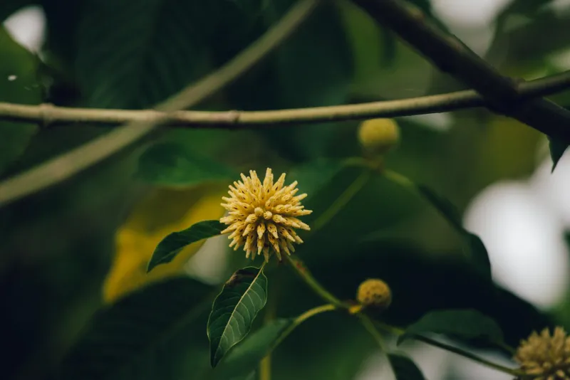 Ginseng roots and supplement capsules