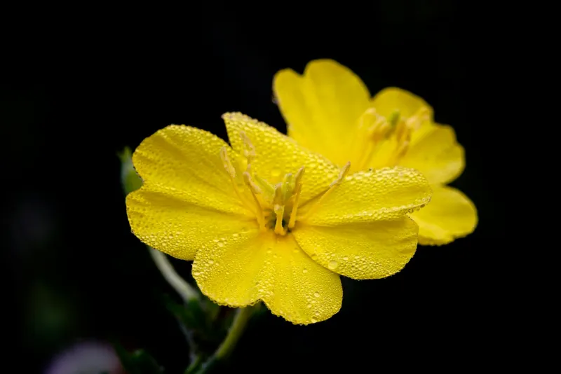 Evening primrose oil capsules and flowers