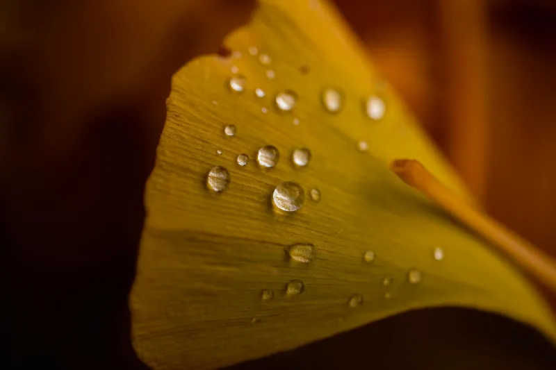 Ginkgo biloba lehed ja ekstraktikapslid naistele