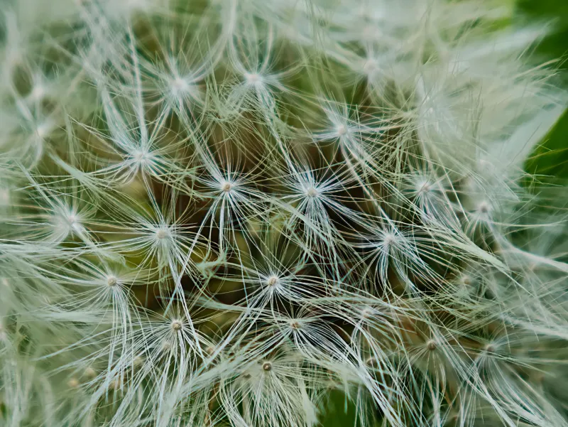 Dandelion plants and supplement capsules in a natural setting