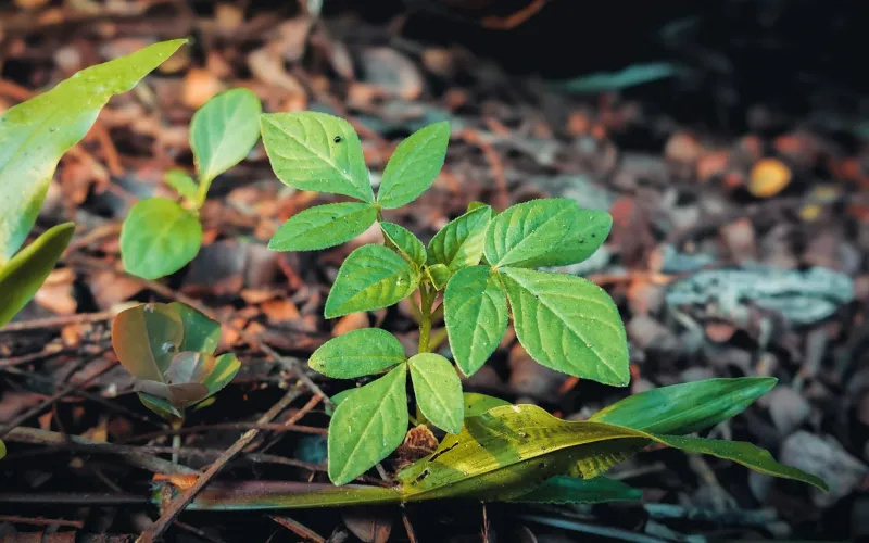 Ginseng root and supplements — stacking guide