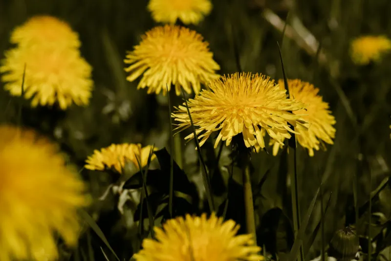 Fresh dandelion leaves and root pieces in nature