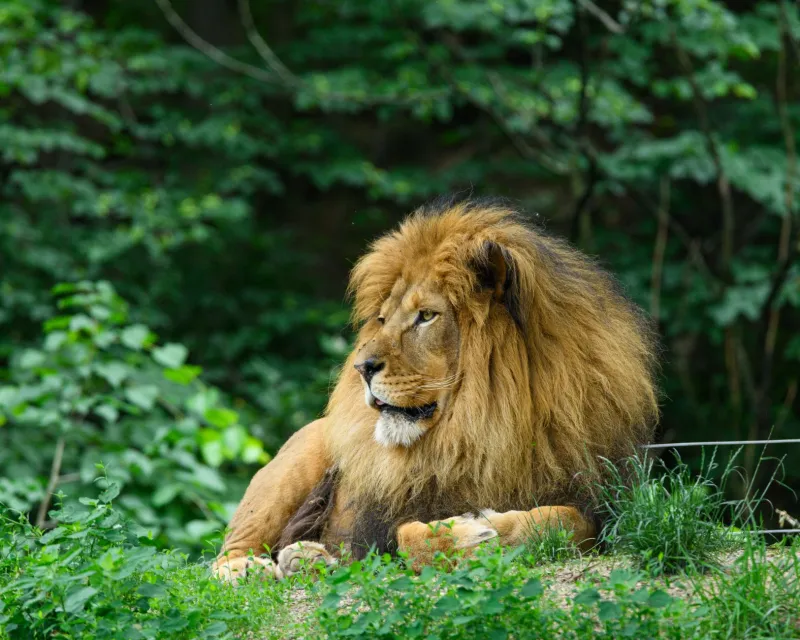 Lõvilakk (Lion's Mane): nootropne seen kognitiivseks toeks