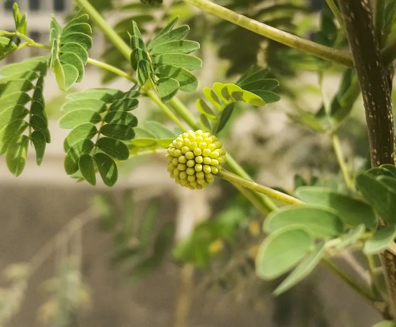 Tribulus terrestris kapslid spordilisandite kõrval