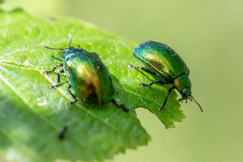 Putukaproteiin EL-is: Regulatiivne edenemine ja turuväljavaade