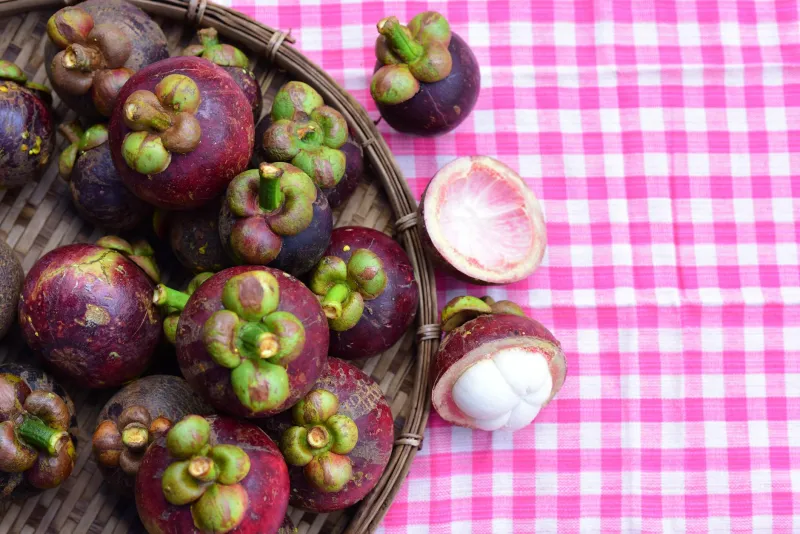 Värske garcinia cambogia vili ja rohelised lehed