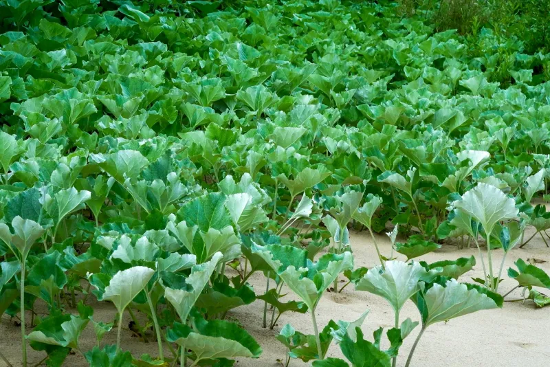 Inulin powder and chicory root alongside vegetables illustrating natural prebiotic fibre sources