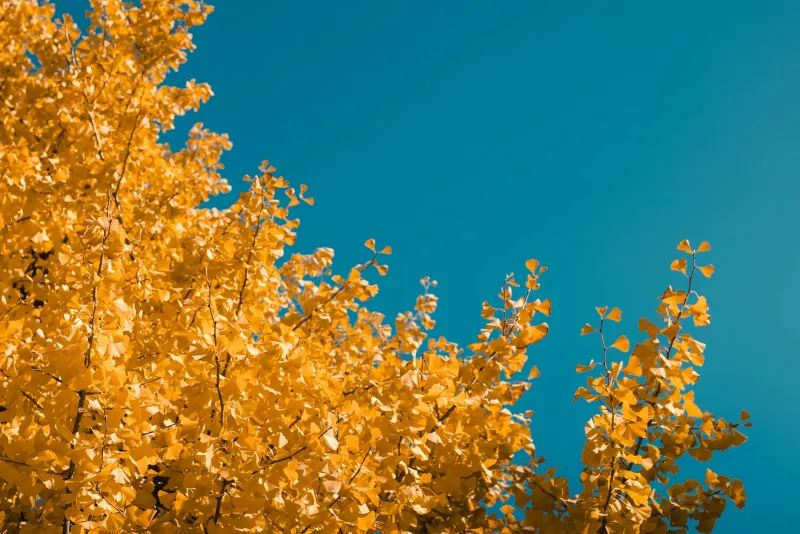 Ginkgo biloba lehed ja kapslid puidusel laual vanema täiskasvanu jaoks