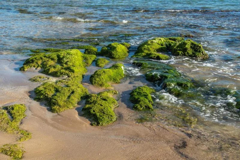 Chlorella green algae powder for detox and immunity
